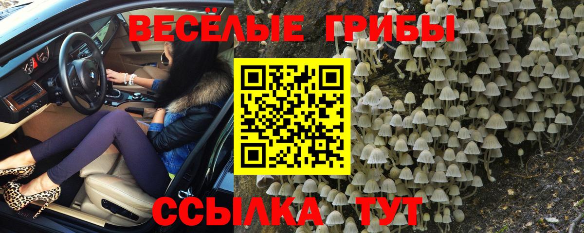 Псилоцибиновые грибы Psilocybine cubensis Богданович